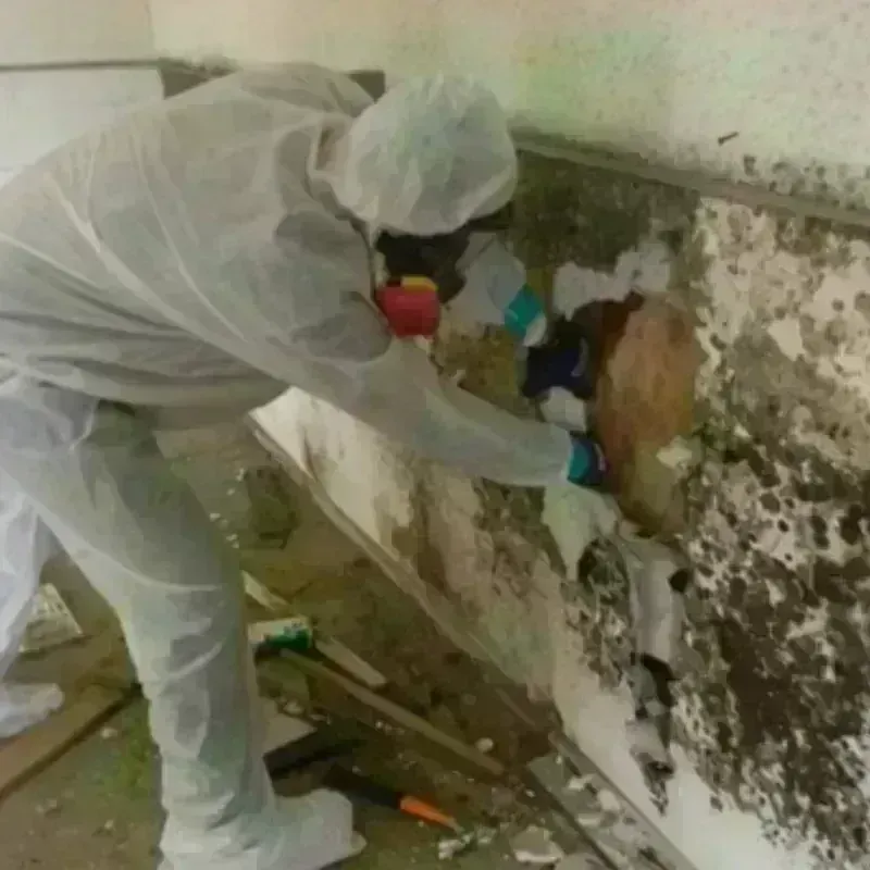 Mold Remediation and Removal in Salisbury, MO